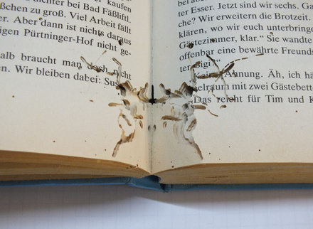 Book damaged by bookworm; CC BY-SA 4.0.jpg