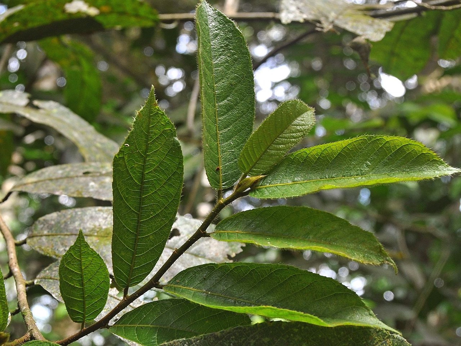 Wibowo Djatmiko - Antiaris toxicaria leaves on twig.jpg