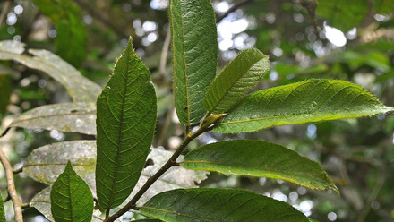 Wibowo Djatmiko - Antiaris toxicaria leaves on twig.jpg